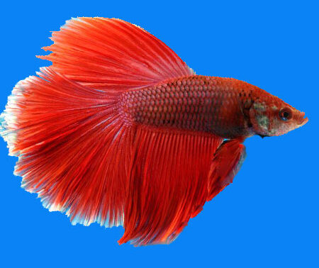 Red Halfmoon