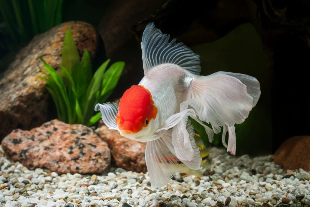 Red Cap Gold Fish