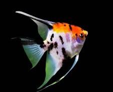 Tri Colour Angel Fish