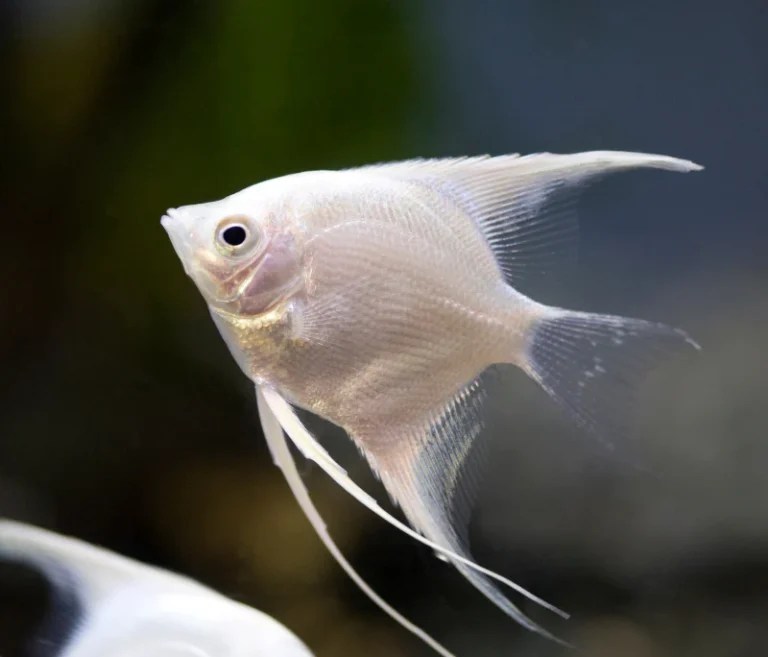 Angel Fish