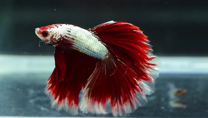 Red & White Halfmoon