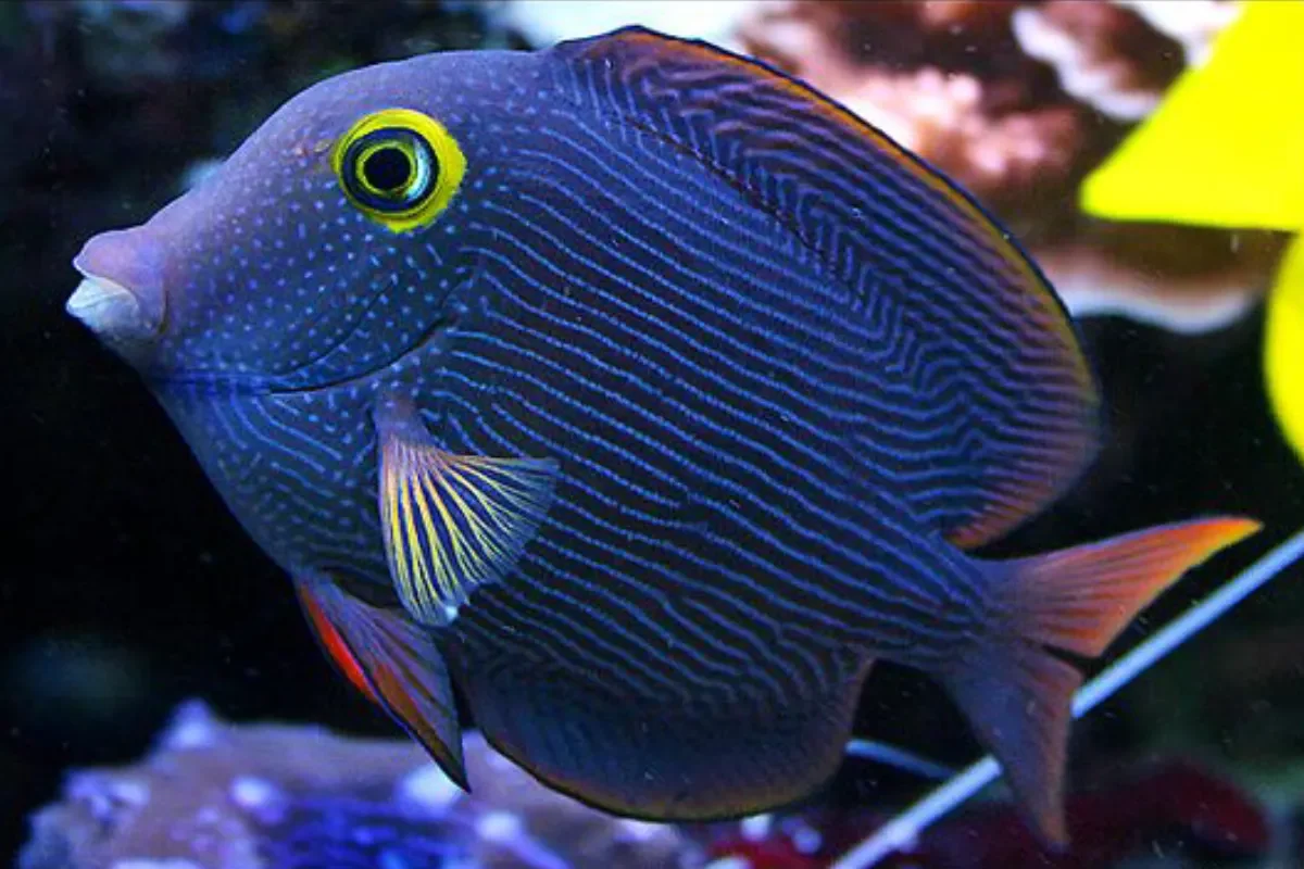 Yellow eye tang