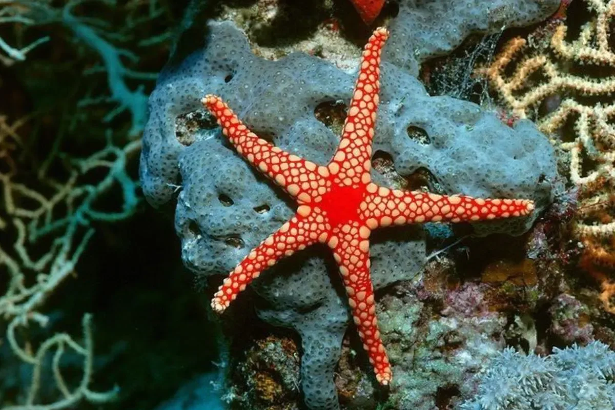 Star fish