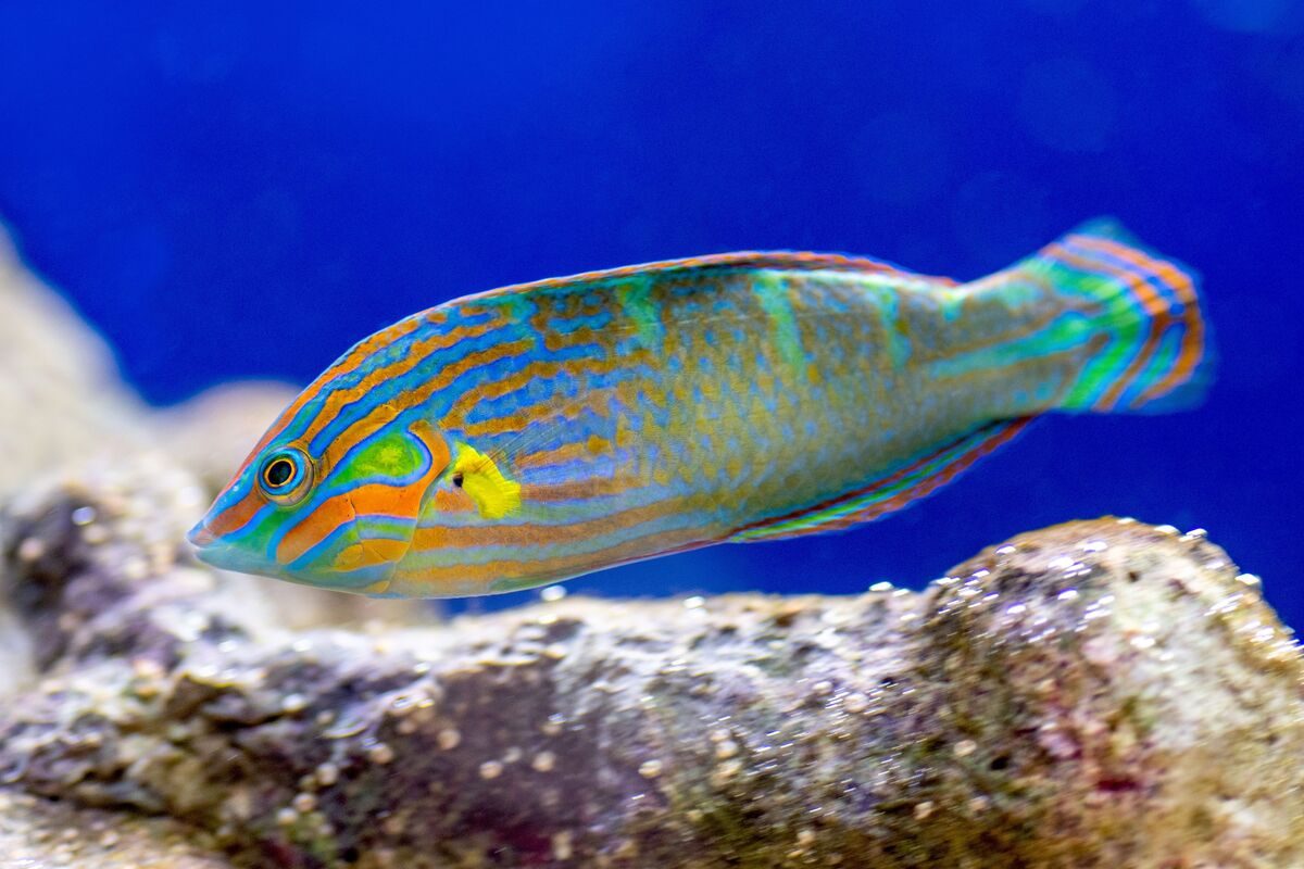 Wrasse